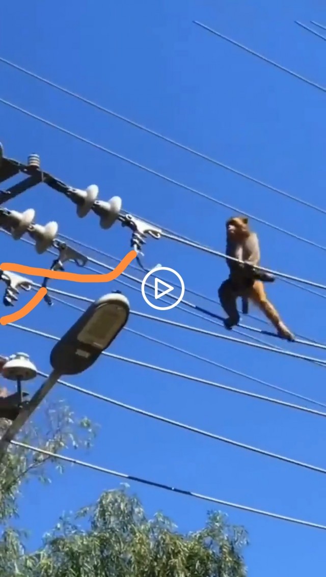 Обезьяны-диэлектрики