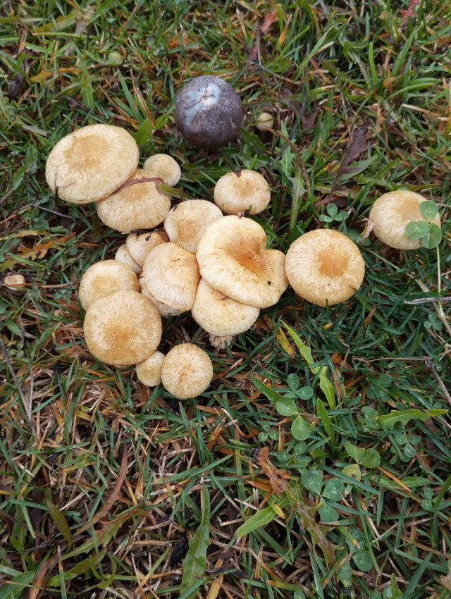 Странные грибы в ноябре