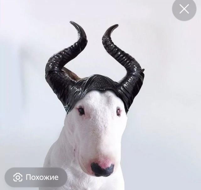 Новогодние песики и кота поплющило