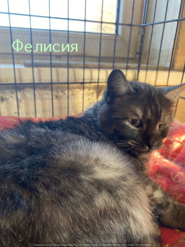 Жизнь домашнего приюта "Котоленд" 533