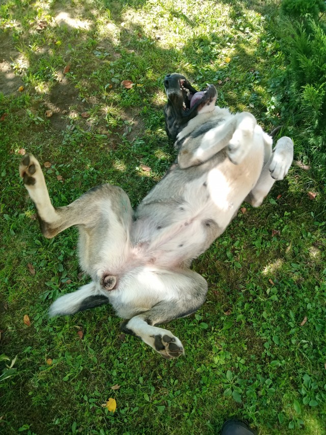 Ах она сyчка