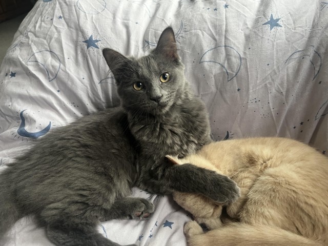 Необычный котёнок Бенни и его друзья