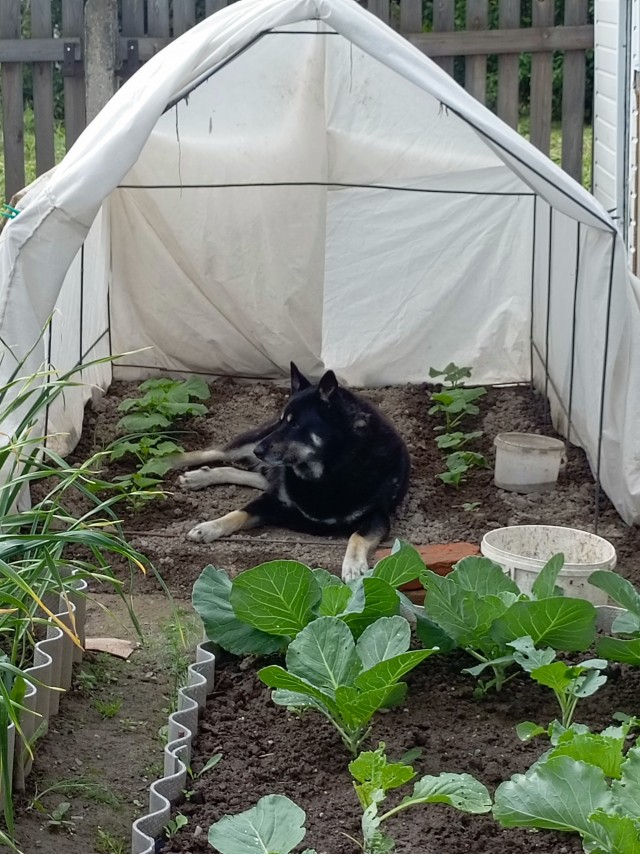 С днём кинолога!