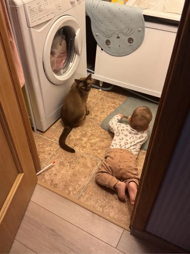 Вторник. Котовторник