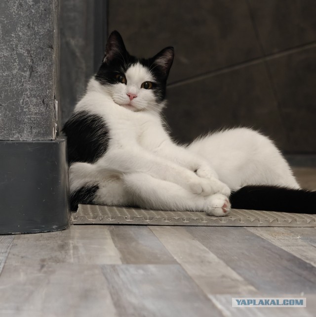 Очередной котовторник
