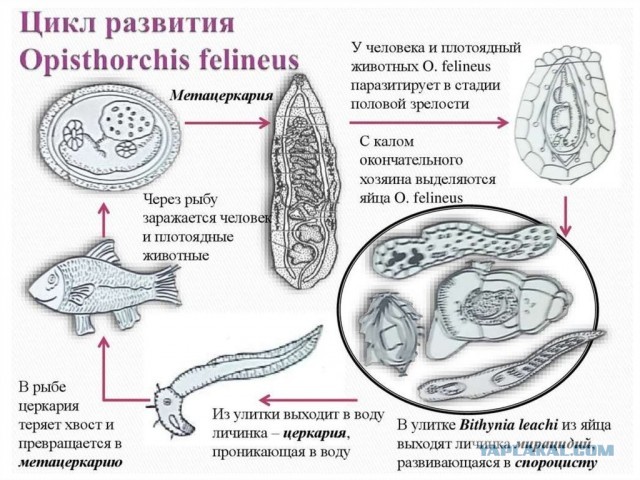 Эволюции не было