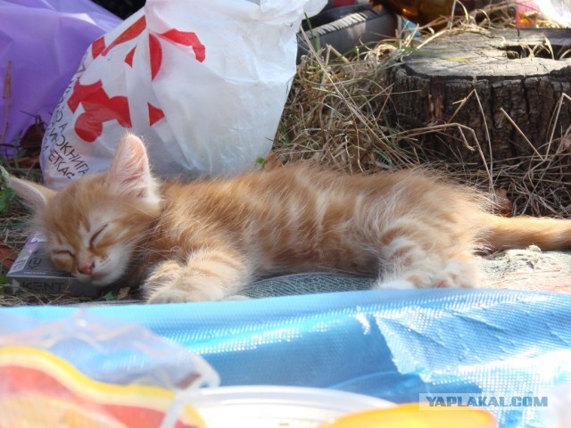 Коты и время