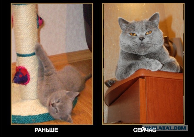 Коты и время
