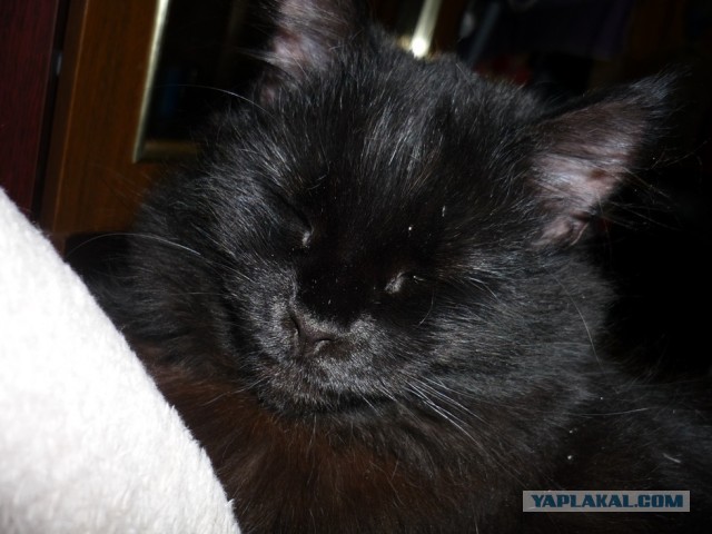 Котовторник 8.10.2013