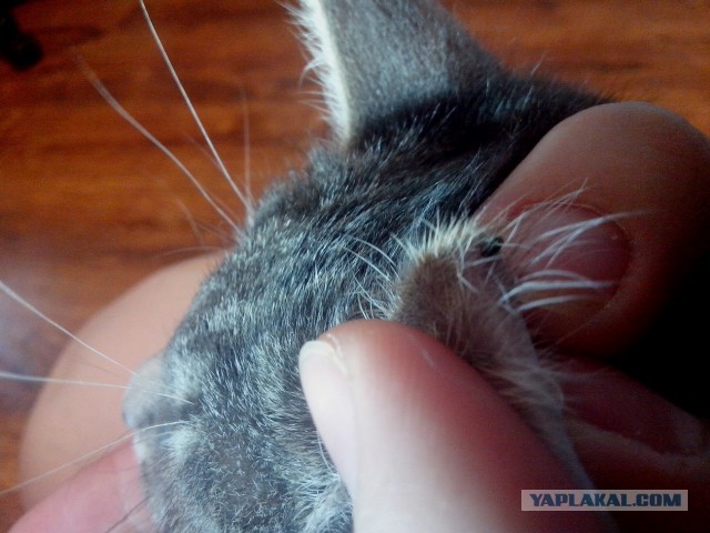 Вопрос по кошакам