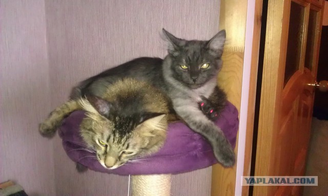 Котовторник 09.09.2014