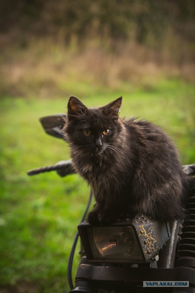 Коты, которые всегда рады помочь своему хозяину