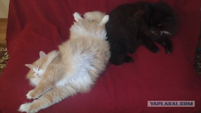Котобитва