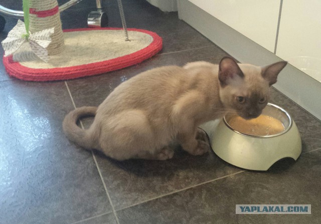 Котовторник 25.11.2014