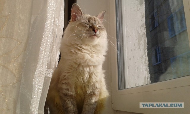 Котовторник 30.12.2014