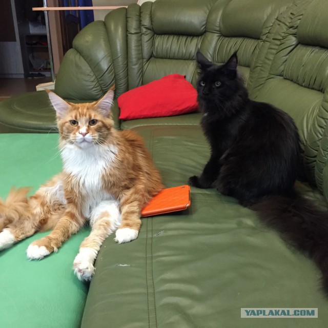 Котовторник 27.01.2015