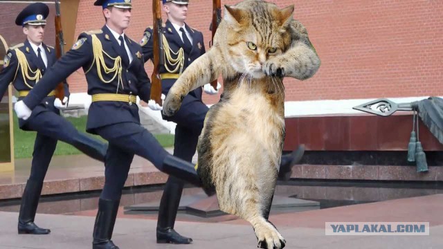 Первая прогулка с котом
