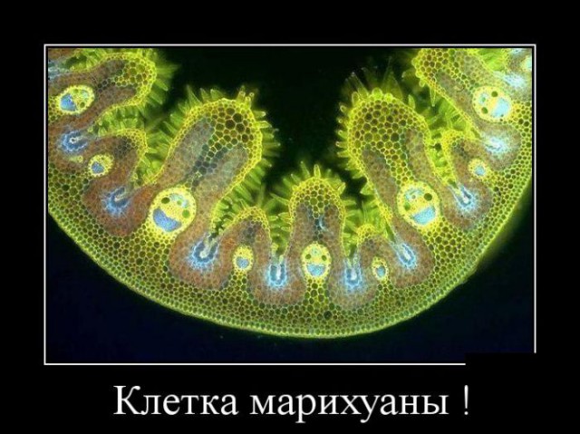 Забавные картинки из Сети
