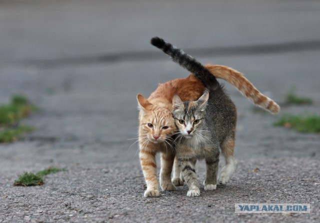 Котовторник 29-09-2015,