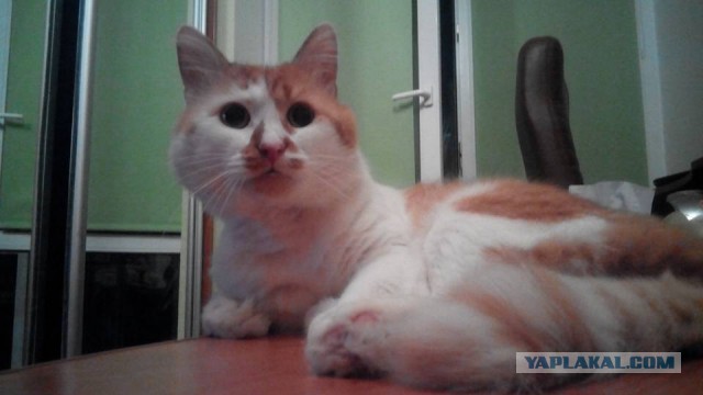 Котовторник 23.02.2016