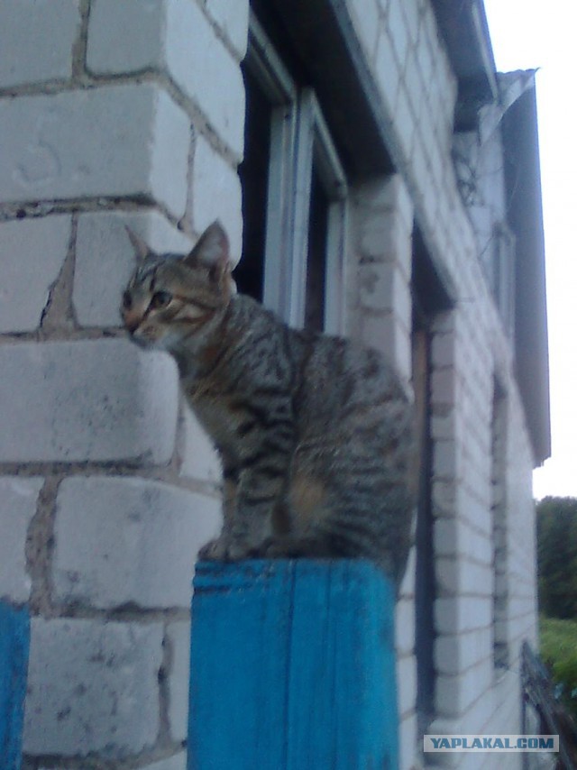 Котовторник 26.07 2016