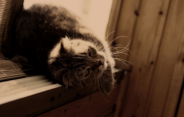 Коты из сети