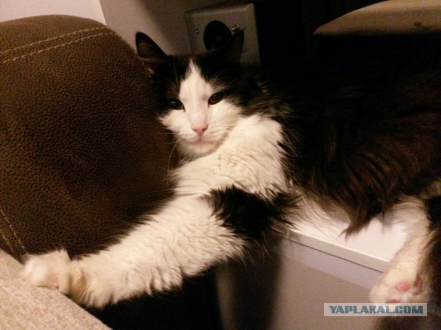 Котовторник  31.01.2017