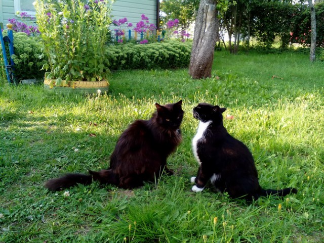 Котовторник 07.03.2017