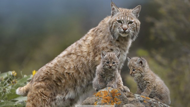 Самые смешные животные
