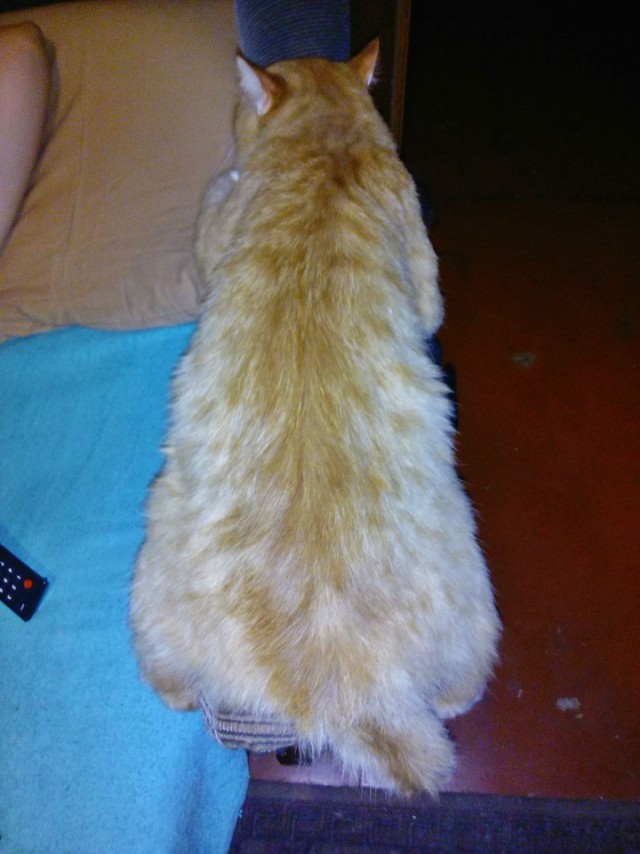 Котовторник 31.10.2017