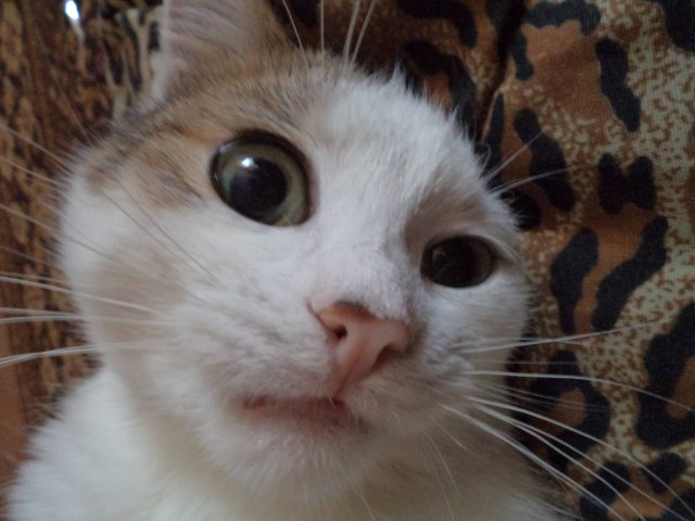 Коты и Кошки