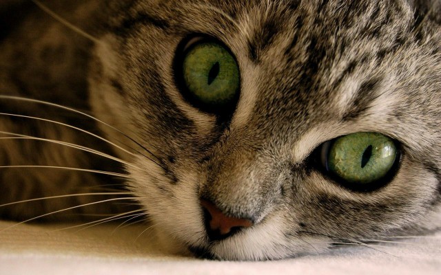 Коты и Кошки