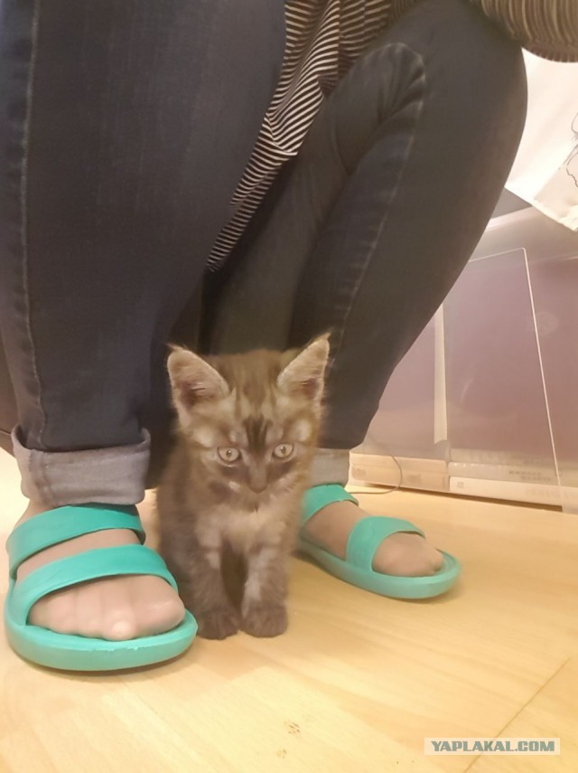 Котовторник  14.11.2017
