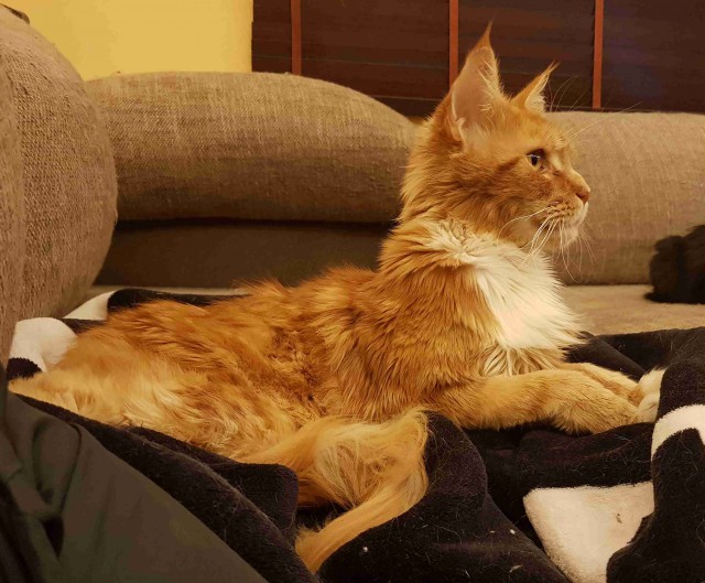 “Не бойся, я всё знаю!” Приютский кот принял бездомного котенка, как родного