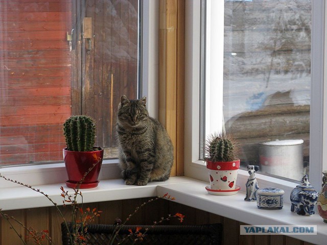 Котовторник 16.01.2018