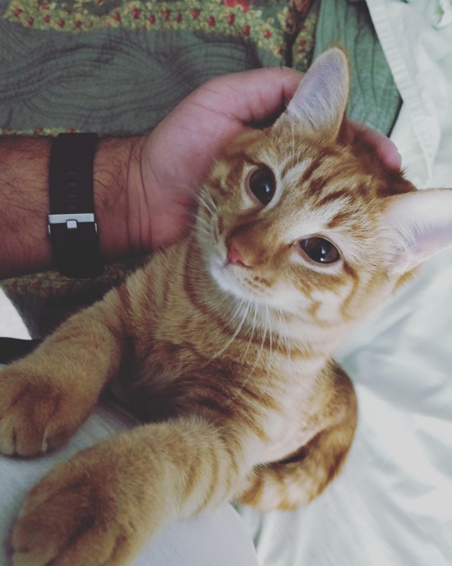 Прикольных котов пост