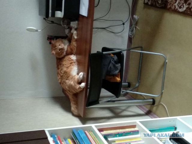 Коты застигнутые врасплох
