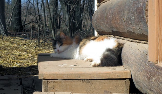 Котовторник 24.04.2018