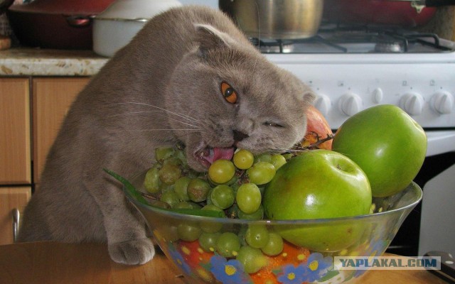 Кот без прикрас