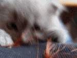 Даёшь Котовторник на ЯПе! (29.07.08)