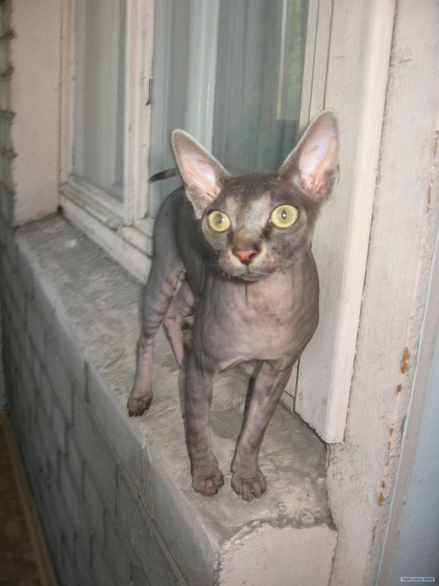 Уррааа! Котомет на ЯПлакалъ.