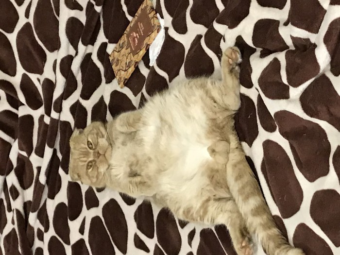Котовторник 07.08.2018