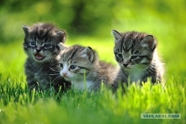 Котовторник на 22 июня