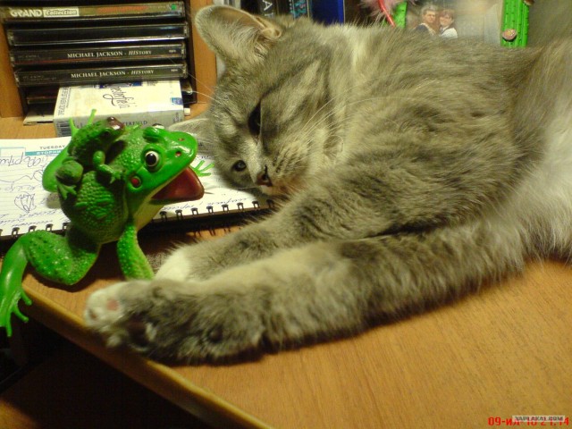 А как же Котовторник?!