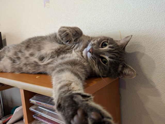 Котовторник 11.09.18.