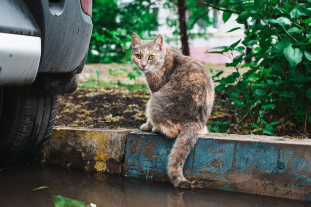 Прикольных котов пост
