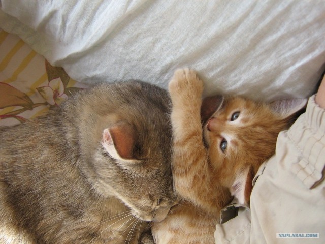 Котовторник уже сегодня!
