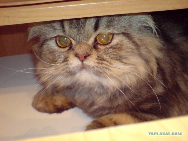 Котовторник  07.06.11