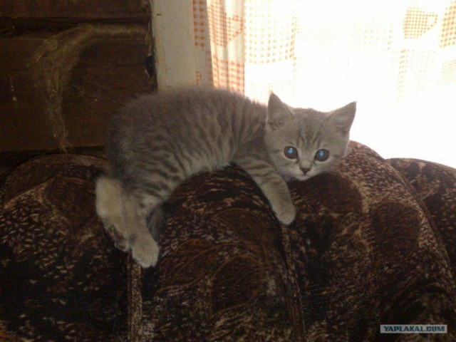 Супер-котофото на котовторник