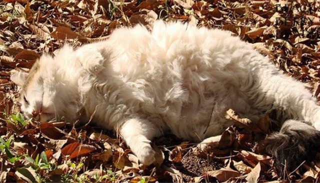 Котовторник! 11.10.11